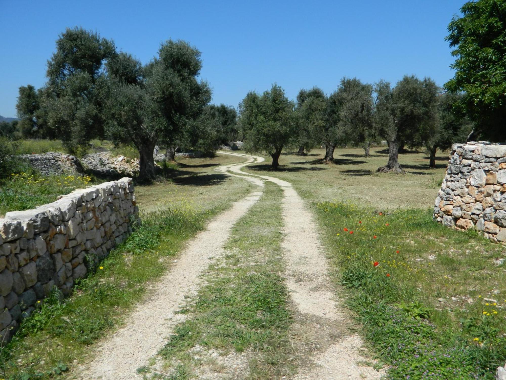 Masseria Purgatorio Fasano Kültér fotó