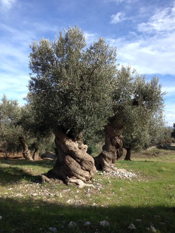 Masseria Purgatorio Fasano Kültér fotó
